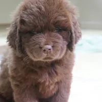 Hawthorne's Newfie Puppy , a male Newfoundland for sale in Pottstown, PA – Photo 4 of 10