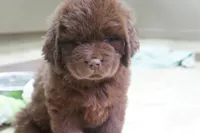 Hawthorne's Newfie Puppy , a male Newfoundland for sale in Pottstown, PA – Photo 4 of 10