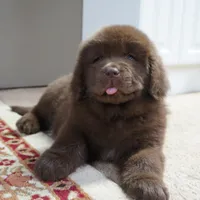 Hawthorne's Newfie Puppy , a male Newfoundland for sale in Pottstown, PA – Photo 6 of 10