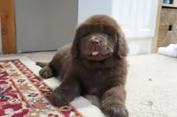 Hawthorne's Newfie Puppy , a male Newfoundland for sale in Pottstown, PA – Photo 6 of 10