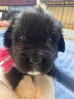 Kayleigh Pink, a female Newfoundland for sale in Pottstown, PA – Photo 1 of 9