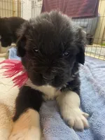 Kayleigh Pink, a female Newfoundland for sale in Pottstown, PA – Photo 3 of 9