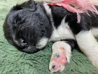 Kayleigh Pink, a female Newfoundland for sale in Pottstown, PA – Photo 2 of 9