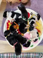 Kayleigh Pink, a female Newfoundland for sale in Pottstown, PA – Photo 8 of 9