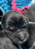 Kayleigh Pink, a female Newfoundland for sale in Pottstown, PA – Photo 5 of 9