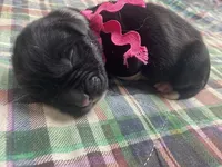 Kayleigh Pink, a female Newfoundland for sale in Pottstown, PA – Photo 6 of 9