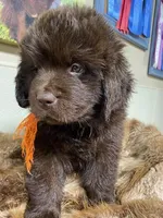 Zoey Brown Orange, a female Newfoundland for sale in Pottstown, PA – Photo 2 of 10