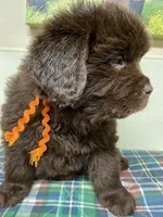 Zoey Brown Orange, a female Newfoundland for sale in Pottstown, PA – Photo 8 of 10