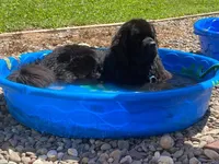 Zoey Brown Orange, a female Newfoundland for sale in Pottstown, PA – Photo 6 of 10