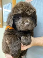Zoey Brown Orange, a female Newfoundland for sale in Pottstown, PA – Photo 4 of 10