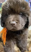 Zoey Brown Orange, a female Newfoundland for sale in Pottstown, PA – Photo 10 of 10