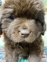 Zoey Brown Orange, a female Newfoundland for sale in Pottstown, PA – Photo 9 of 10