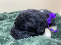 Catherine Purple Girl, a female Newfoundland for sale in Pottstown, PA – Photo 7 of 9