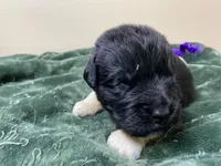 Catherine Purple Girl, a female Newfoundland for sale in Pottstown, PA – Photo 6 of 9