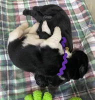 Catherine Purple Girl, a female Newfoundland for sale in Pottstown, PA – Photo 9 of 9