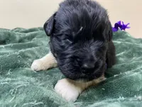 Catherine Purple Girl, a female Newfoundland for sale in Pottstown, PA – Photo 5 of 9