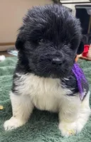 Catherine Purple Girl, a female Newfoundland for sale in Pottstown, PA – Photo 1 of 9