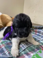 Catherine Purple Girl, a female Newfoundland for sale in Pottstown, PA – Photo 4 of 9