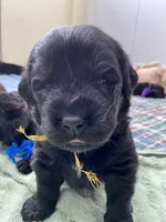 Kayleigh Gold Girl, a female Newfoundland for sale in Pottstown, PA – Photo 3 of 8
