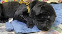 Kayleigh Gold Girl, a female Newfoundland for sale in Pottstown, PA – Photo 5 of 8