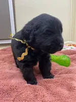 Kayleigh Gold Girl, a female Newfoundland for sale in Pottstown, PA – Photo 2 of 8