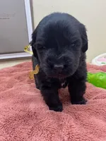 Kayleigh Gold Girl, a female Newfoundland for sale in Pottstown, PA – Photo 1 of 8