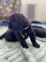 Kayleigh Gold Girl, a female Newfoundland for sale in Pottstown, PA – Photo 4 of 8