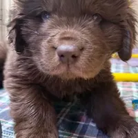 Hawthorne Rosie Male, a male Newfoundland for sale in Pottstown, PA – Photo 3 of 4