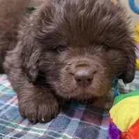 Hawthorne Rosie Male, a male Newfoundland for sale in Pottstown, PA – Photo 1 of 4