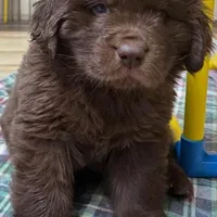 Hawthorne Rosie Male, a male Newfoundland for sale in Pottstown, PA – Photo 4 of 4