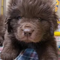 Hawthorne Rosie Male, a male Newfoundland for sale in Pottstown, PA – Photo 2 of 4