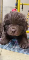 Hawthorne Rosie Male, a male Newfoundland for sale in Pottstown, PA – Photo 2 of 4