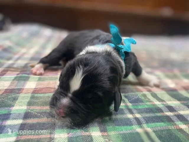 Kayleigh Light Blue Boy