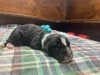 Kayleigh Light Blue Boy, a male Newfoundland for sale in Pottstown, PA – Photo 2 of 9