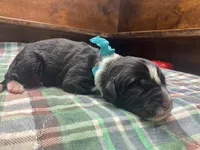 Kayleigh Light Blue Boy, a male Newfoundland for sale in Pottstown, PA – Photo 3 of 9