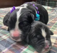 Kayleigh Light Blue Boy, a male Newfoundland for sale in Pottstown, PA – Photo 4 of 9