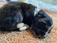 Kayleigh Light Blue Boy, a male Newfoundland for sale in Pottstown, PA – Photo 8 of 9
