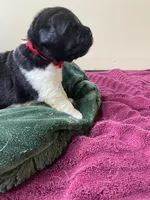 Catherine Red Male, a male Newfoundland for sale in Pottstown, PA – Photo 5 of 7