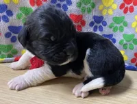 Catherine Red Male, a male Newfoundland for sale in Pottstown, PA – Photo 7 of 7