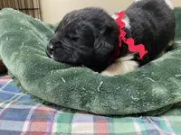 Catherine Red Male, a male Newfoundland for sale in Pottstown, PA – Photo 3 of 7