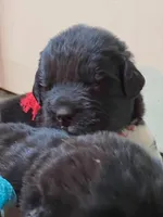 Catherine Red Male, a male Newfoundland for sale in Pottstown, PA – Photo 2 of 7