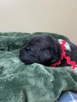 Catherine Red Male, a male Newfoundland for sale in Pottstown, PA – Photo 6 of 7