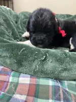 Catherine Red Male, a male Newfoundland for sale in Pottstown, PA – Photo 4 of 7