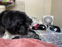 Catherine Pink Girl, a female Newfoundland for sale in Pottstown, PA – Photo 6 of 9