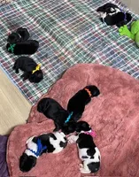 Catherine Pink Girl, a female Newfoundland for sale in Pottstown, PA – Photo 7 of 9