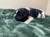 Catherine Pink Girl, a female Newfoundland for sale in Pottstown, PA – Photo 2 of 9