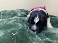 Catherine Pink Girl, a female Newfoundland for sale in Pottstown, PA – Photo 1 of 9