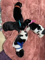 Catherine Pink Girl, a female Newfoundland for sale in Pottstown, PA – Photo 8 of 9