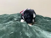 Catherine Pink Girl, a female Newfoundland for sale in Pottstown, PA – Photo 3 of 9