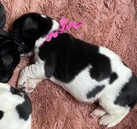 Catherine Pink Girl, a female Newfoundland for sale in Pottstown, PA – Photo 4 of 9